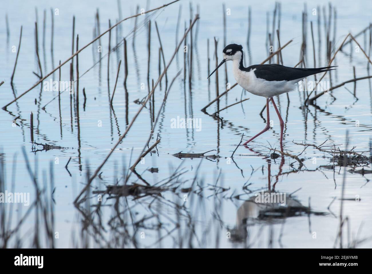 Un stilt à col noir (Himantopus mexicanus) se réveillant au milieu des roseaux dans une zone humide de la réserve fluviale de Cosumnes, dans le nord de la Californie. Banque D'Images