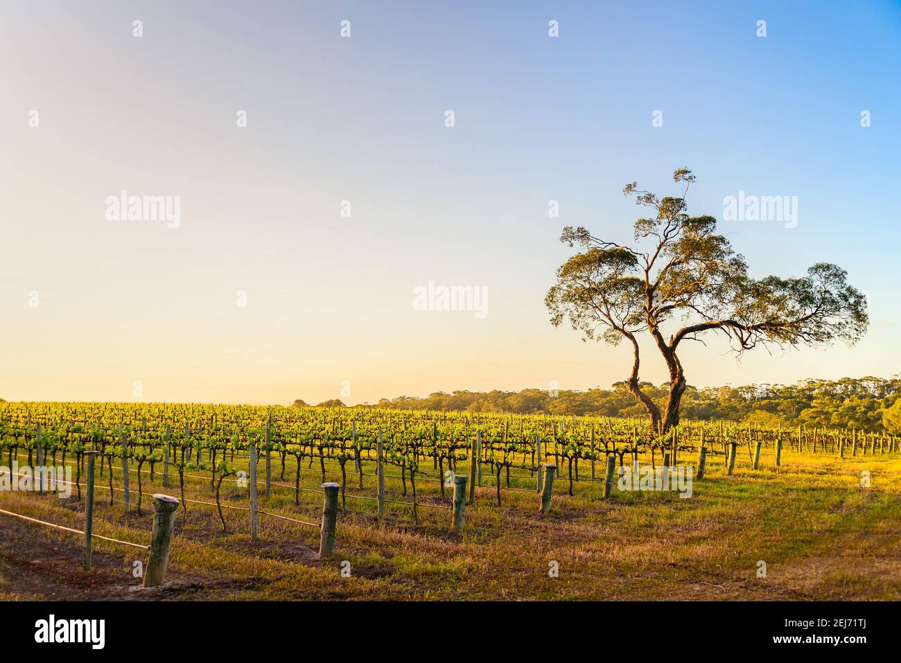 Onkaparinga River Vineyard et un arbre au coucher du soleil, Australie méridionale Banque D'Images