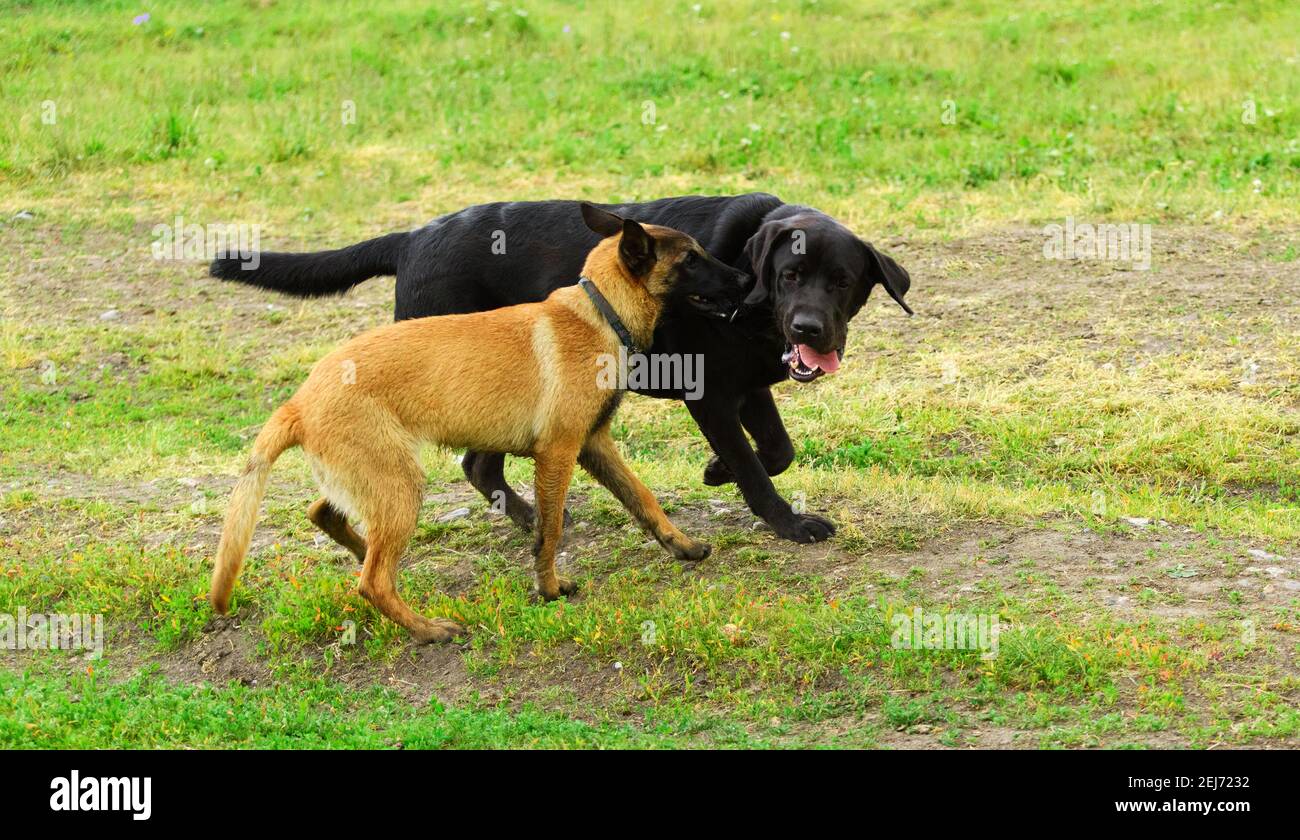 Deux chiens de race heureux sont sur la route rurale. Banque D'Images