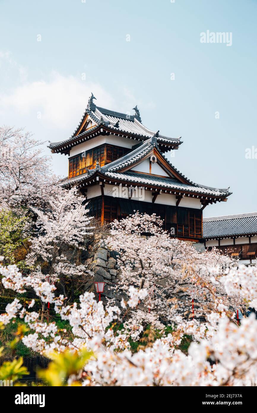 Parc du château de Koriyama avec cerisiers en fleurs à Nara, japon Banque D'Images