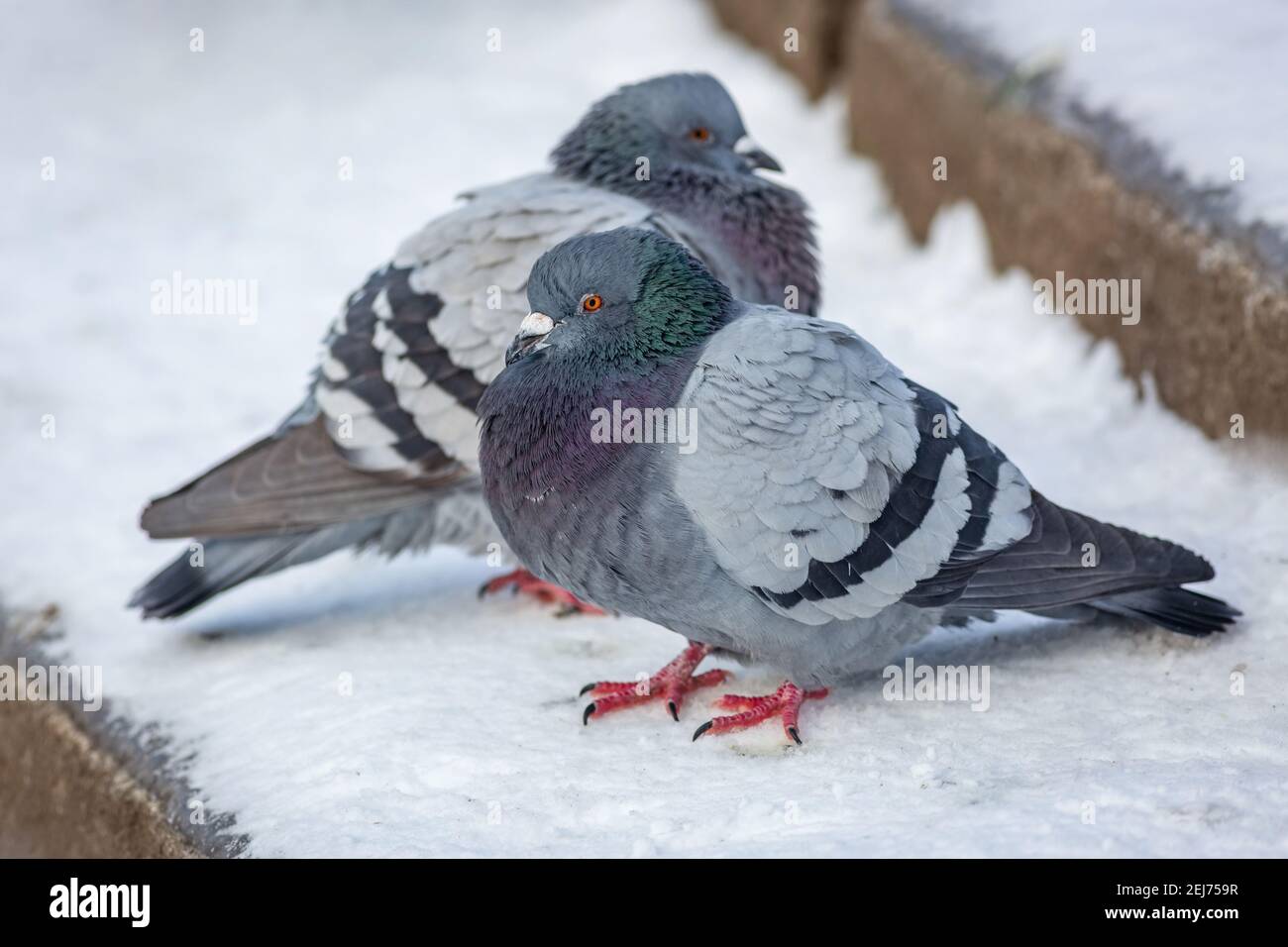 Gros plan de deux pigeons domestiques gris avec des pattes roses au sol recouvertes de neige blanche. Froid jour d'hiver dans la ville. Banque D'Images