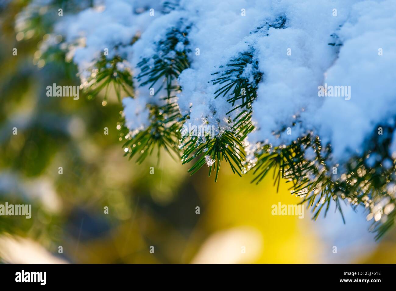 En hiver, une lanterne jaune brille dans le parc, entre de grands arbres de Noël enneigés. Il y a d'énormes flocons de neige sur les branches. Banque D'Images