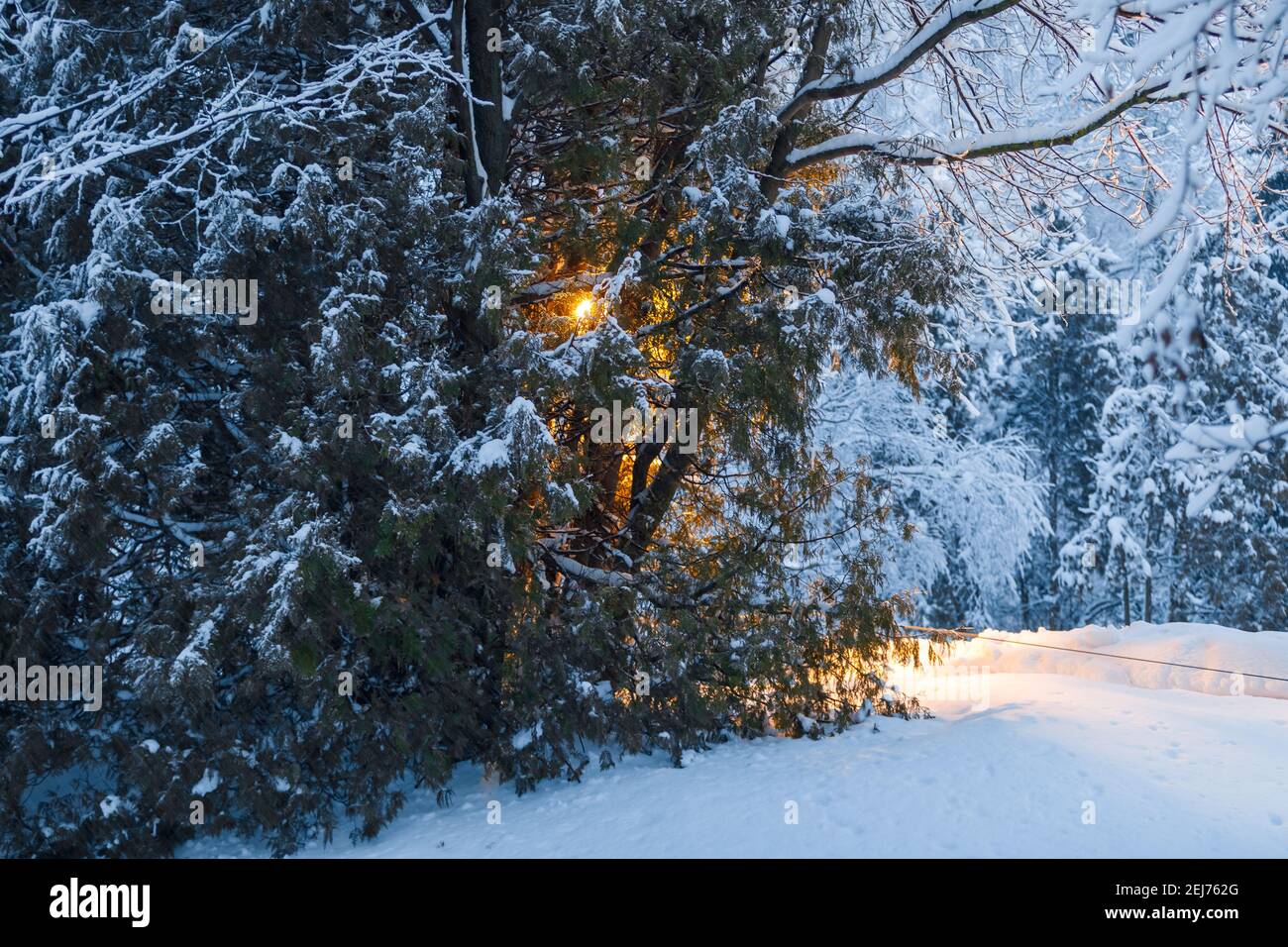 En hiver, une lanterne jaune brille dans le parc, entre de grands arbres de Noël enneigés. Il y a d'énormes flocons de neige sur les branches. Banque D'Images