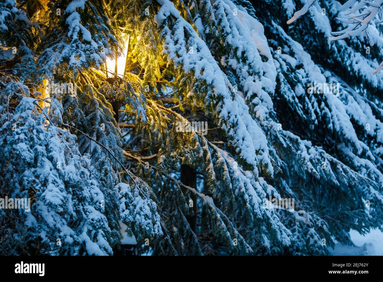 En hiver, une lanterne jaune brille dans le parc, entre de grands arbres de Noël enneigés. Il y a d'énormes flocons de neige sur les branches. Banque D'Images