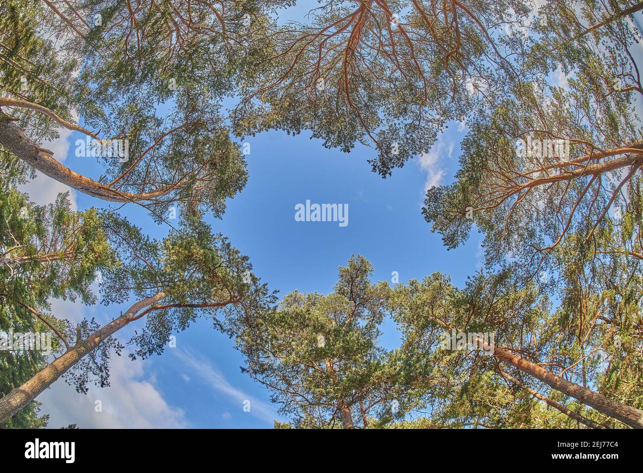 les couronnes des arbres de bas en haut Banque D'Images