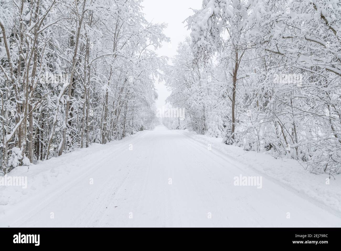 La route dans la forêt. Hiver Banque D'Images