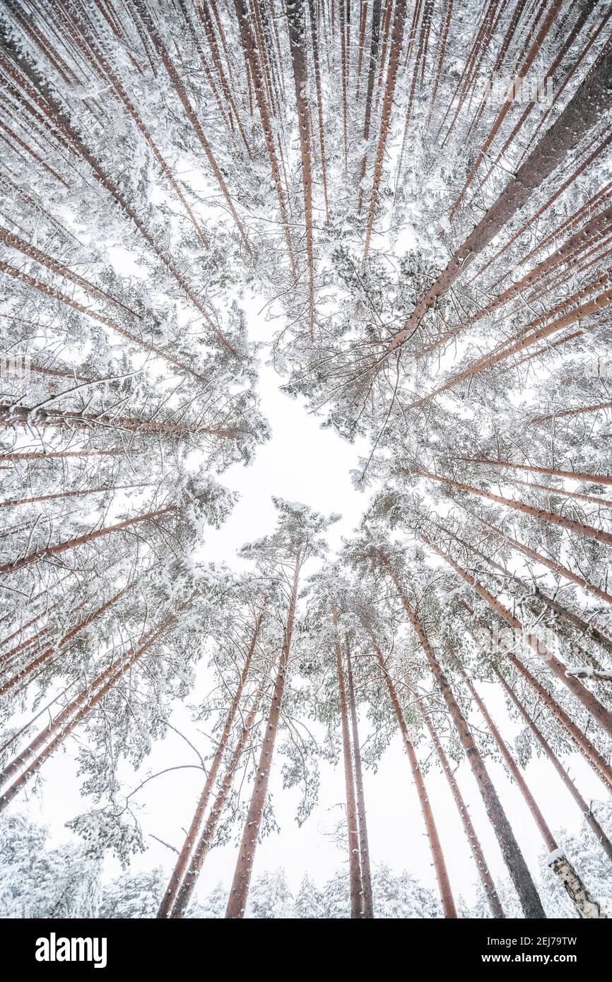 forêt de sapins dans la neige. hiver Banque D'Images