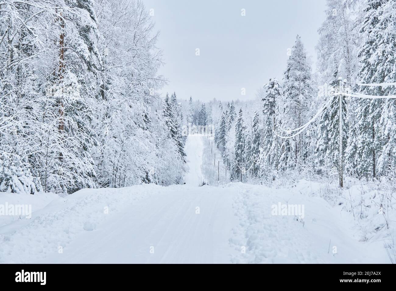 Chemin dans la forêt d'hiver. Banque D'Images