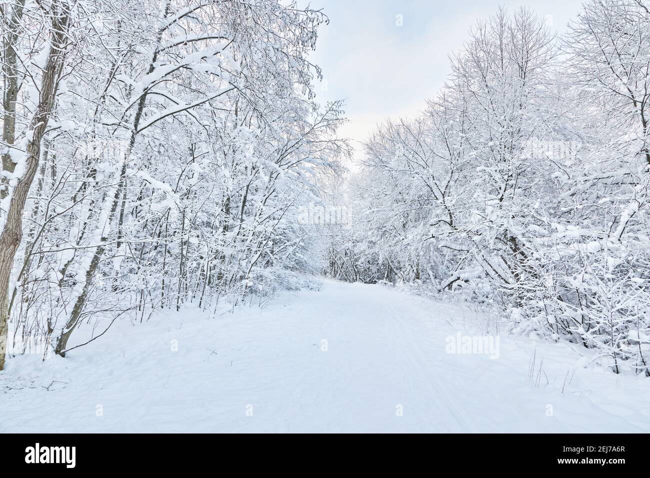 Chemin dans la forêt d'hiver. Banque D'Images