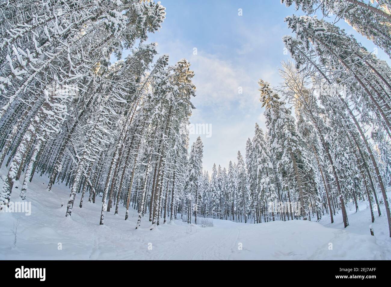 en hiver, les couronnes des arbres sont de bas en haut Banque D'Images