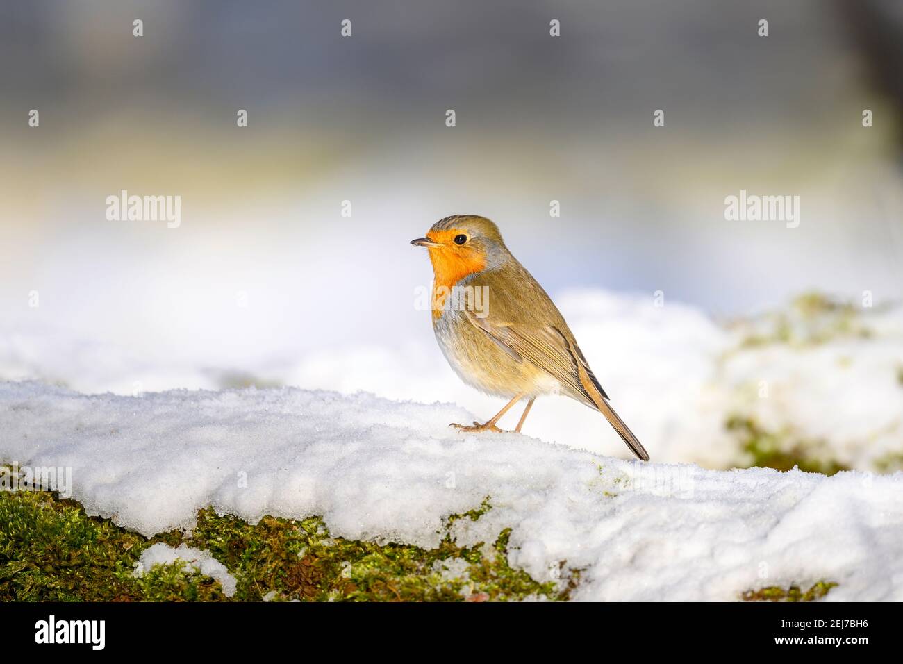 Robin, robin ou robin de l'Europe - erithacus rubecula, la recherche dans son habitat naturel Banque D'Images