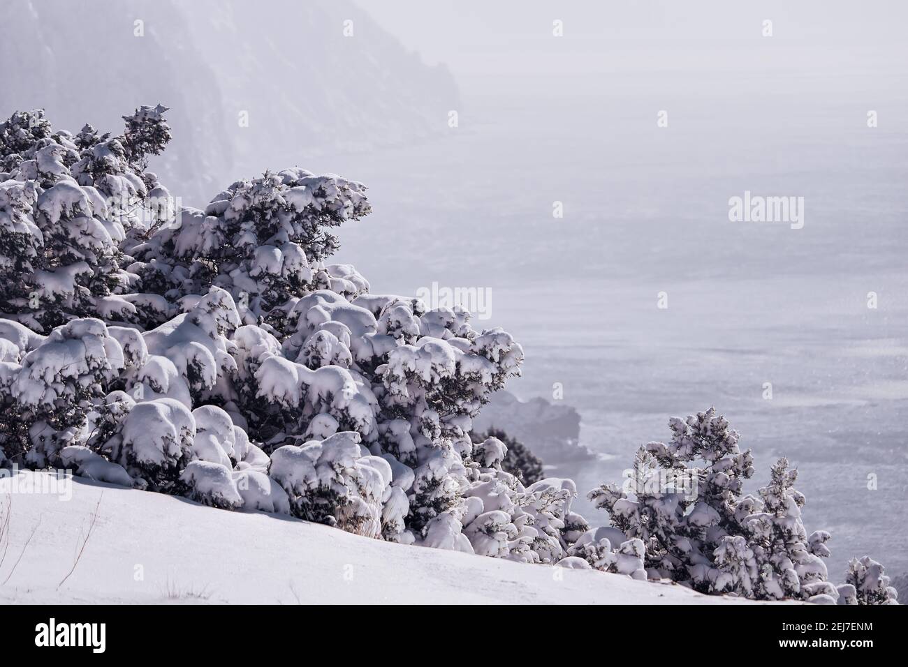 Des branches et des cônes de genévrier sous la neige et la glace, le jour couvert de neige. Juniperus sp. Hiver glacial après la chute de neige. Beauté sans fin de la nature Banque D'Images