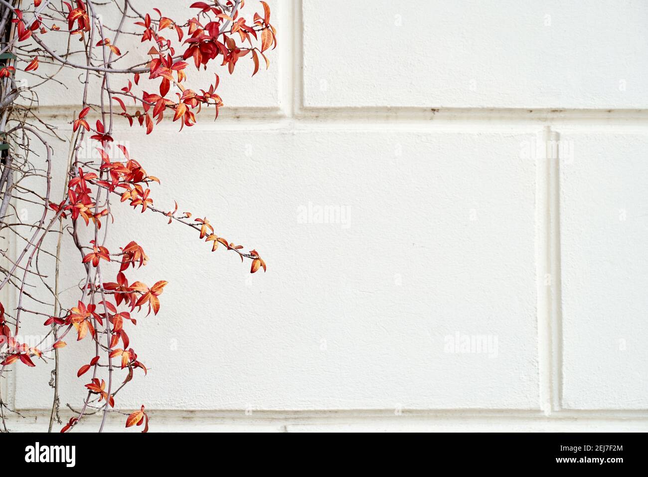 Des feuilles rouges et orange et des vieilles branches brunes plantent sur la texture de la paroi grise Banque D'Images