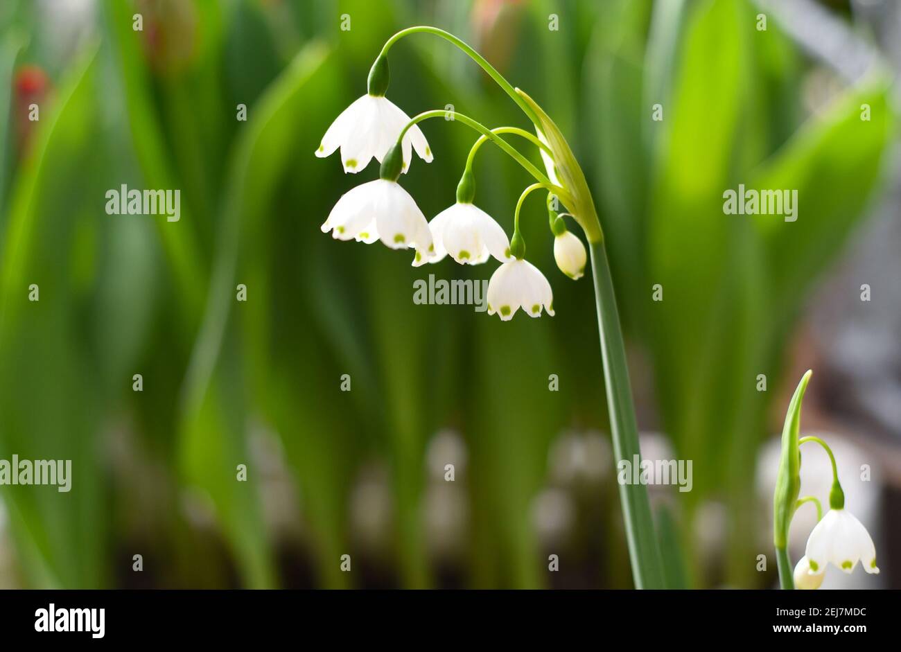 Le Lily de la vallée fleurit sur fond vert Banque D'Images