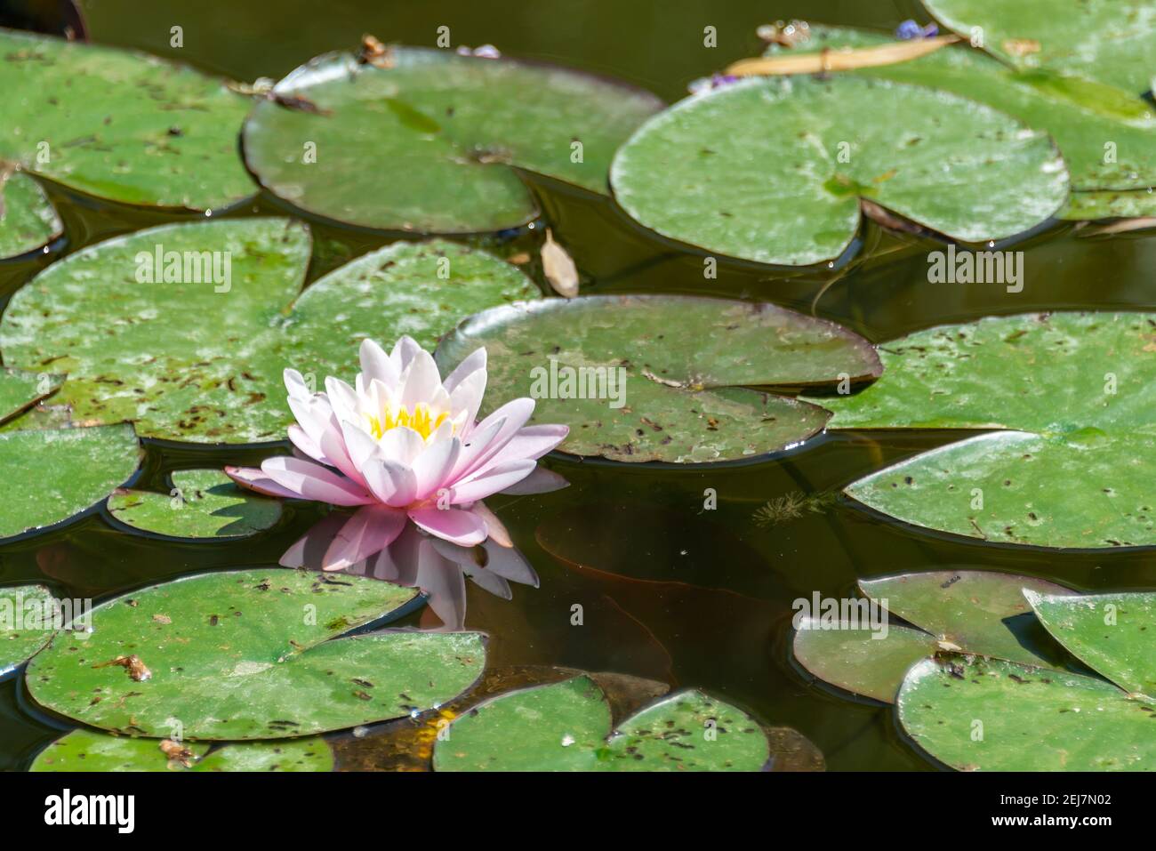 Nénuphar rose dans un étang Banque D'Images