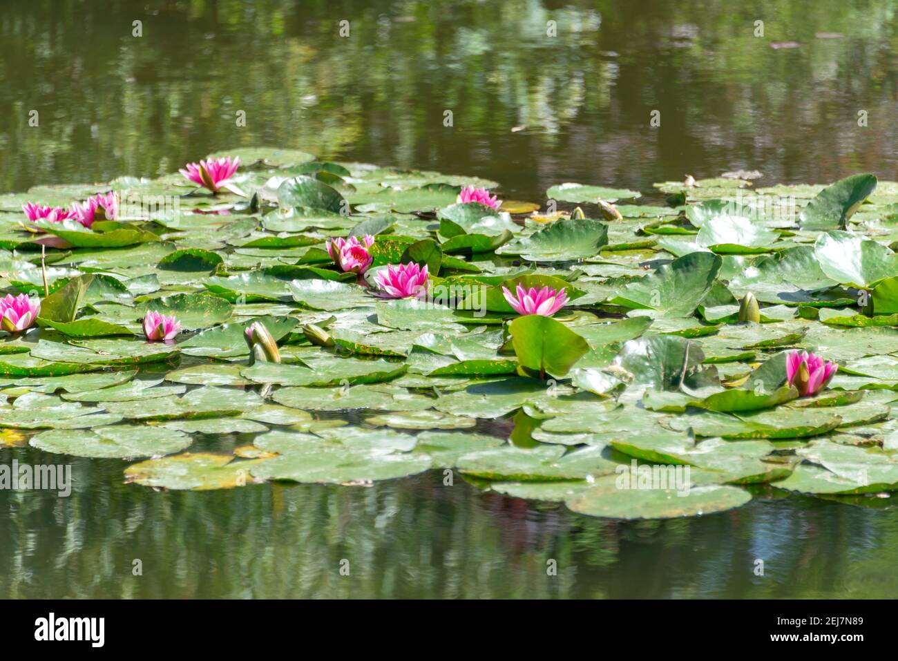Nénuphars roses dans un étang Banque D'Images