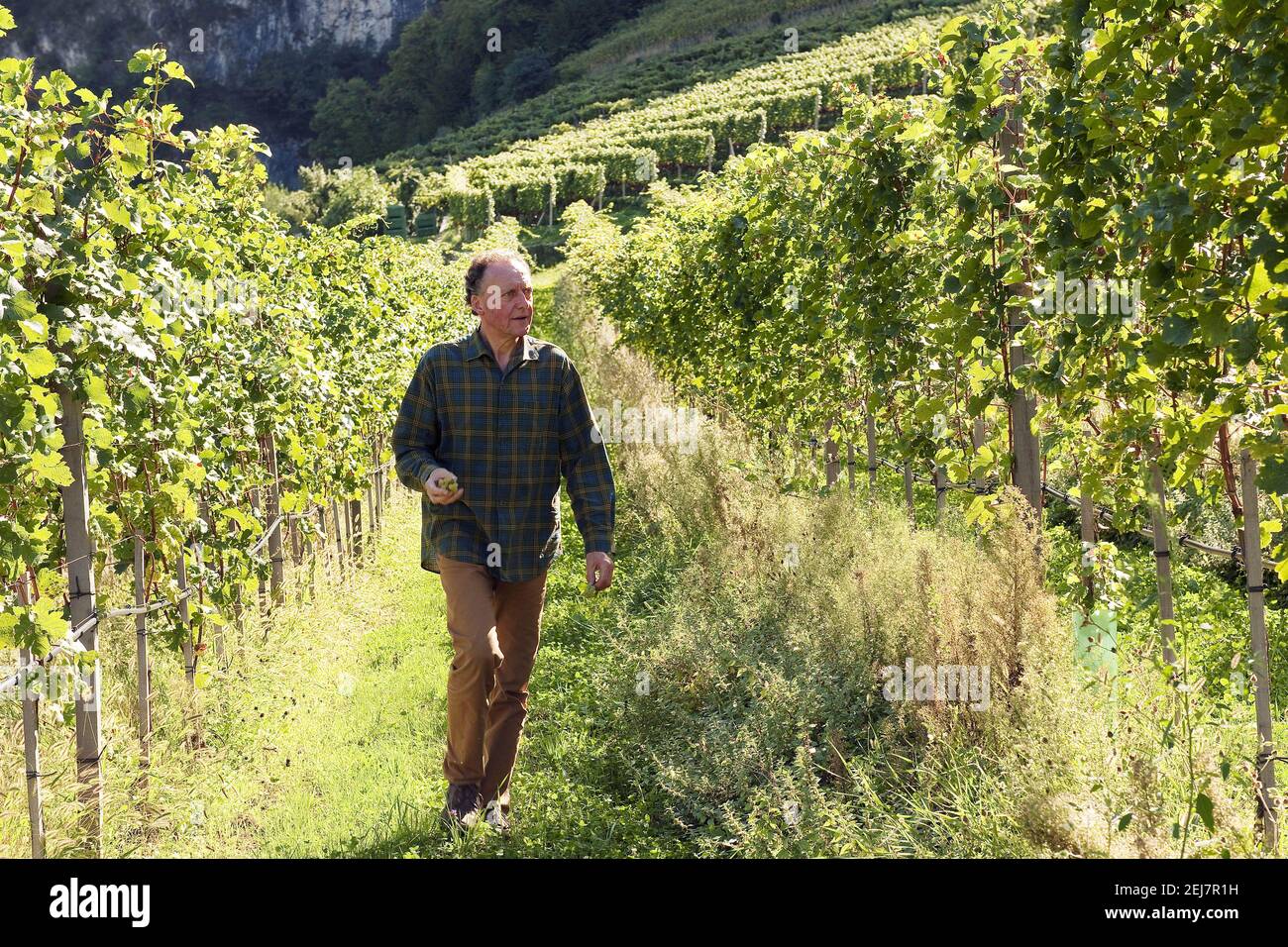 Italie, Trentin-Haut-Adige, province de Bolzano, Magrè sulla Strada del Vino, 09 septembre 2011 : Alois Lageder. Viticulteur spécialisé dans le Wi biodinamique Banque D'Images