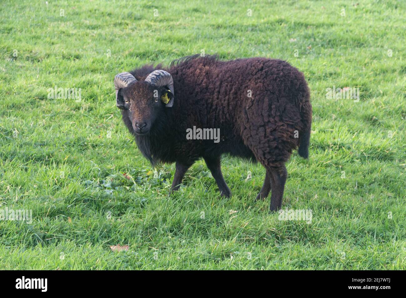 Mouton Ouessant noir dans un champ en Bretagne Banque D'Images