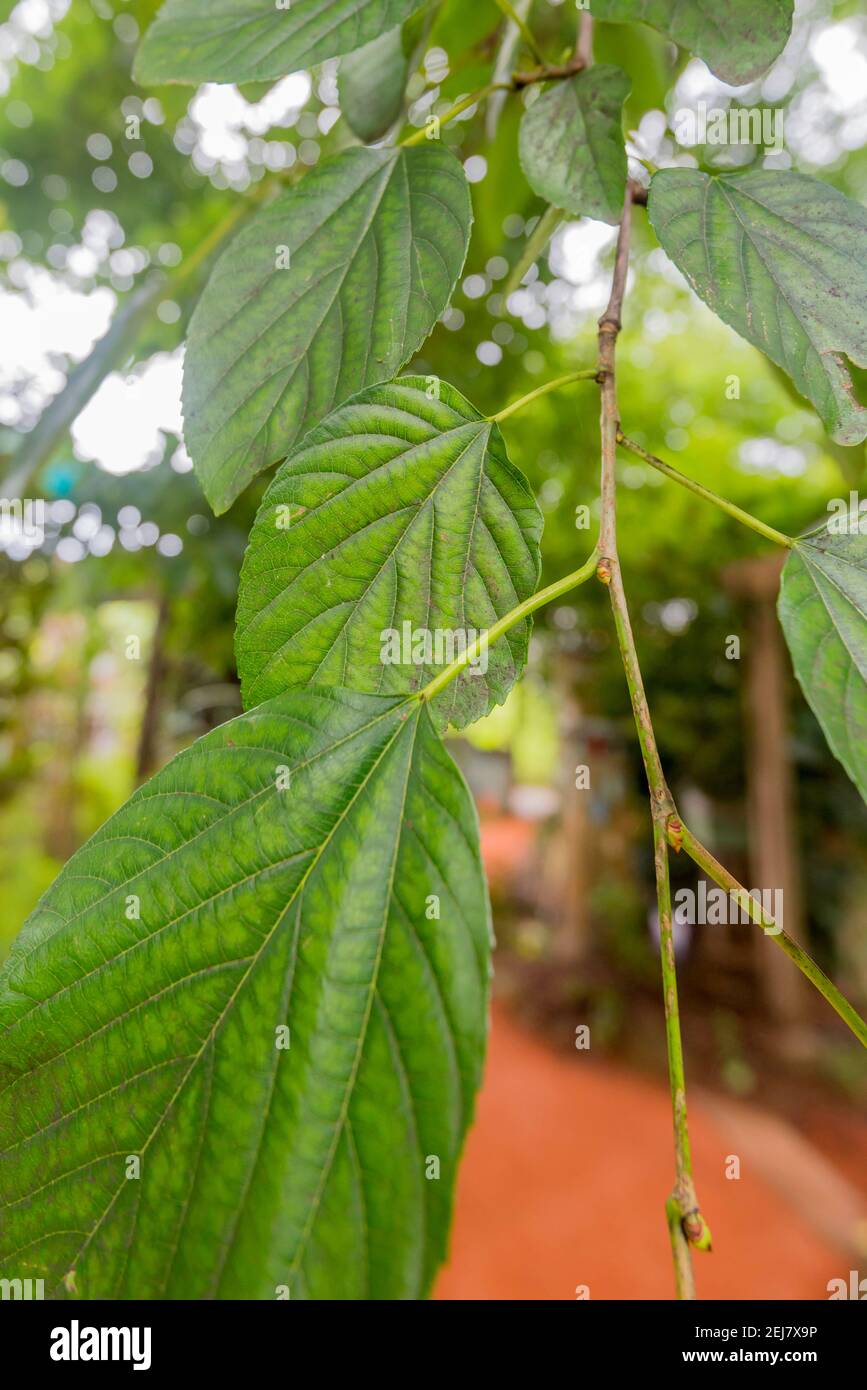 Le mûrier blanc (Morus Alba) est originaire de la Chine mais depuis longtemps établi sur la côte est de l'Australie comme un arbre fruitier à feuilles caduques. Banque D'Images