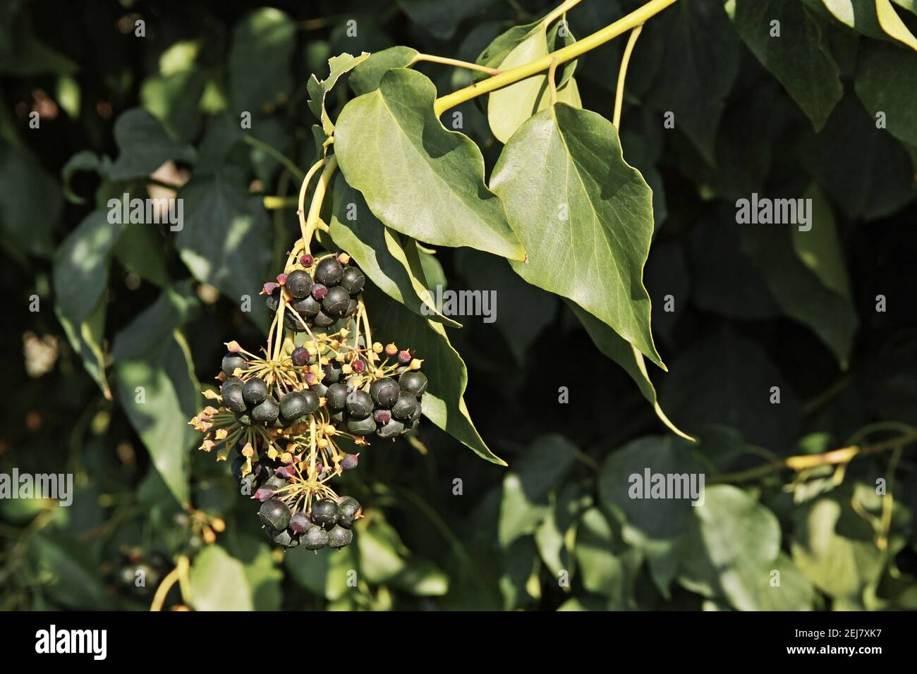 branche avec feuilles et baies de lierre atlantique, Hedera hibernica, Araliaceae Banque D'Images