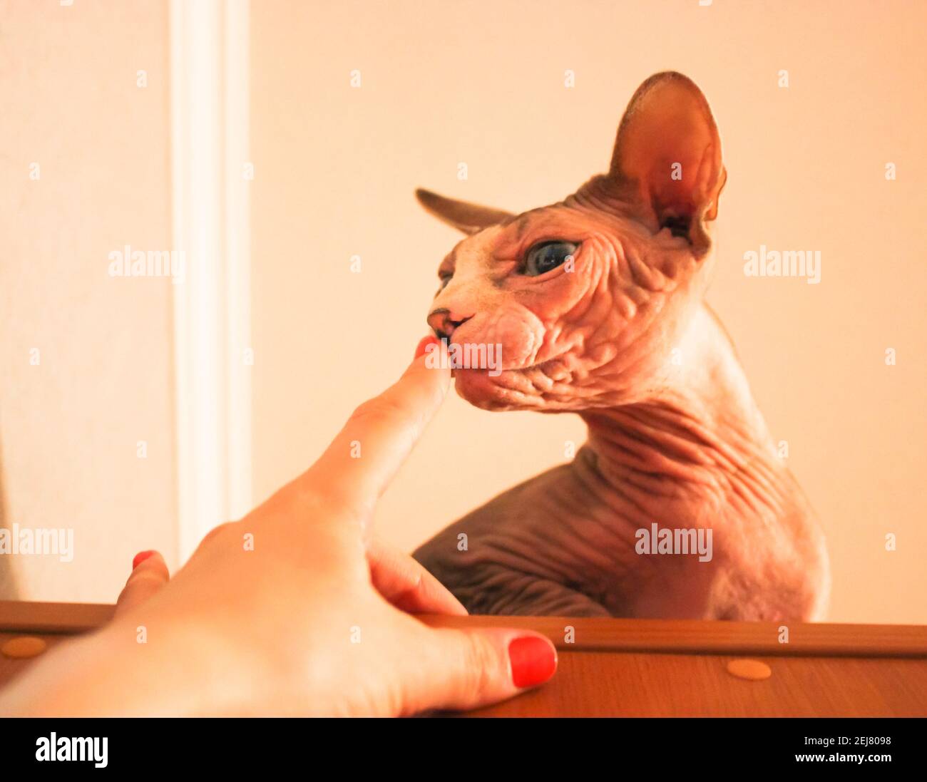 Une maîtresse jouant avec un chat Sphynx canadien, touchant le nez du chat. Concept de relation entre l'homme et les animaux de compagnie. Banque D'Images