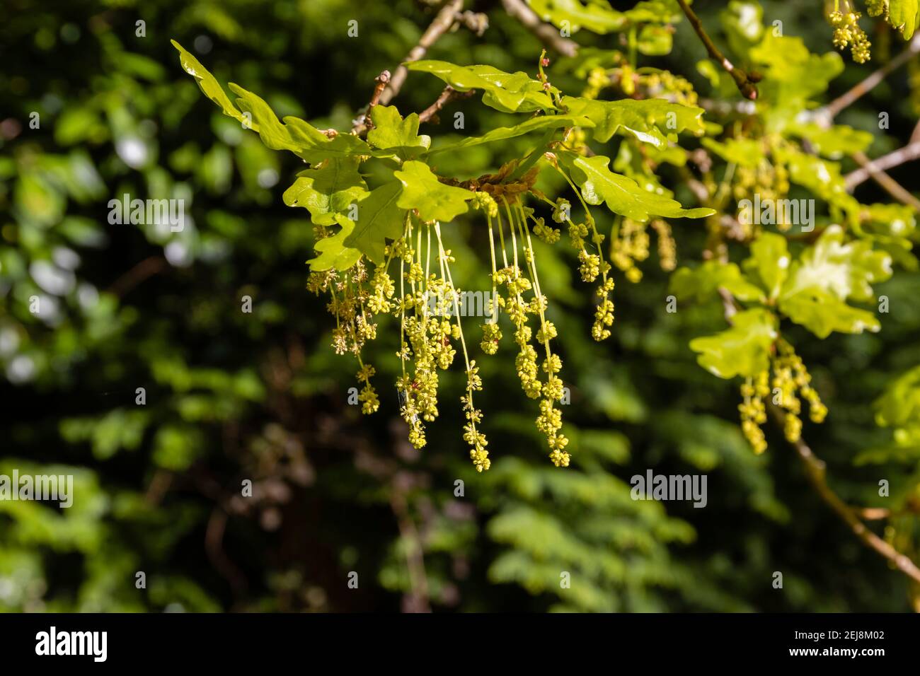 Longs chatons jaunes suspendus d'un chêne anglais (Quercus robur) et feuilles et feuillage frais et verts au printemps, Surrey, au sud-est de l'Angleterre Banque D'Images