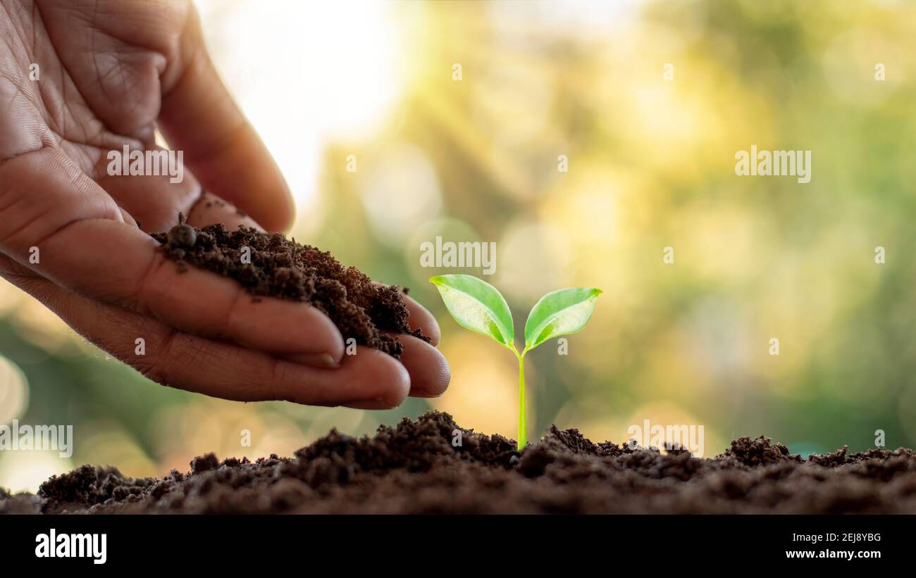 Plantation d'arbres et plantation d'arbres, y compris la plantation d'arbres par les agriculteurs à la main, idées de croissance des plantes. Banque D'Images