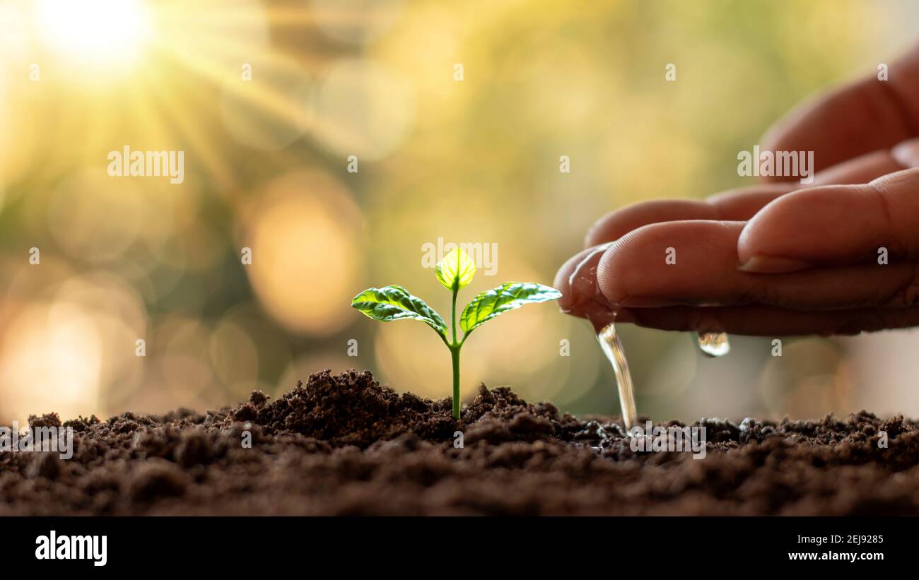 Culture de plantes dans un sol fertile et arrosage. Des idées de plantation et des investissements pour les agriculteurs. Banque D'Images