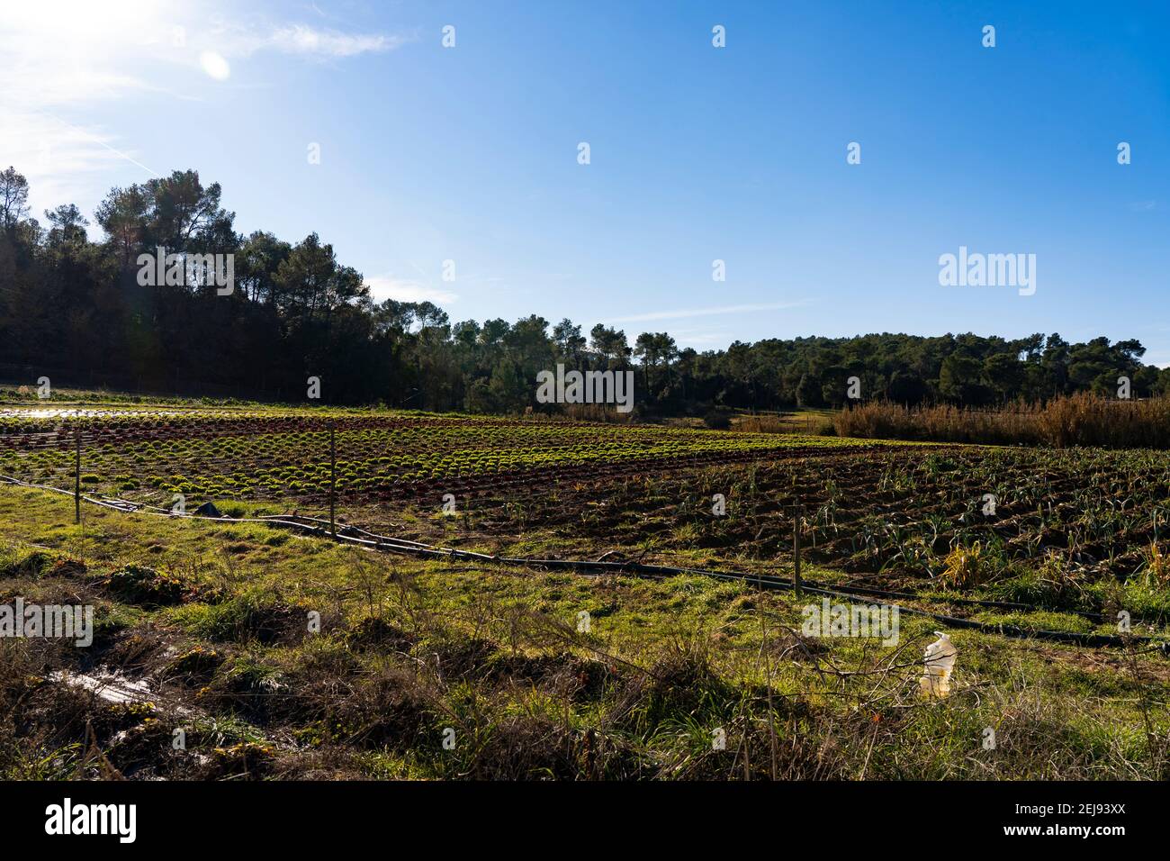 La Rural, producteurs de fruits et légumes biologiques à Sant Cugat del Valles, Barcelone. La Rural, productors de fruites i hortalisses ecològiques a Sant Cu Banque D'Images