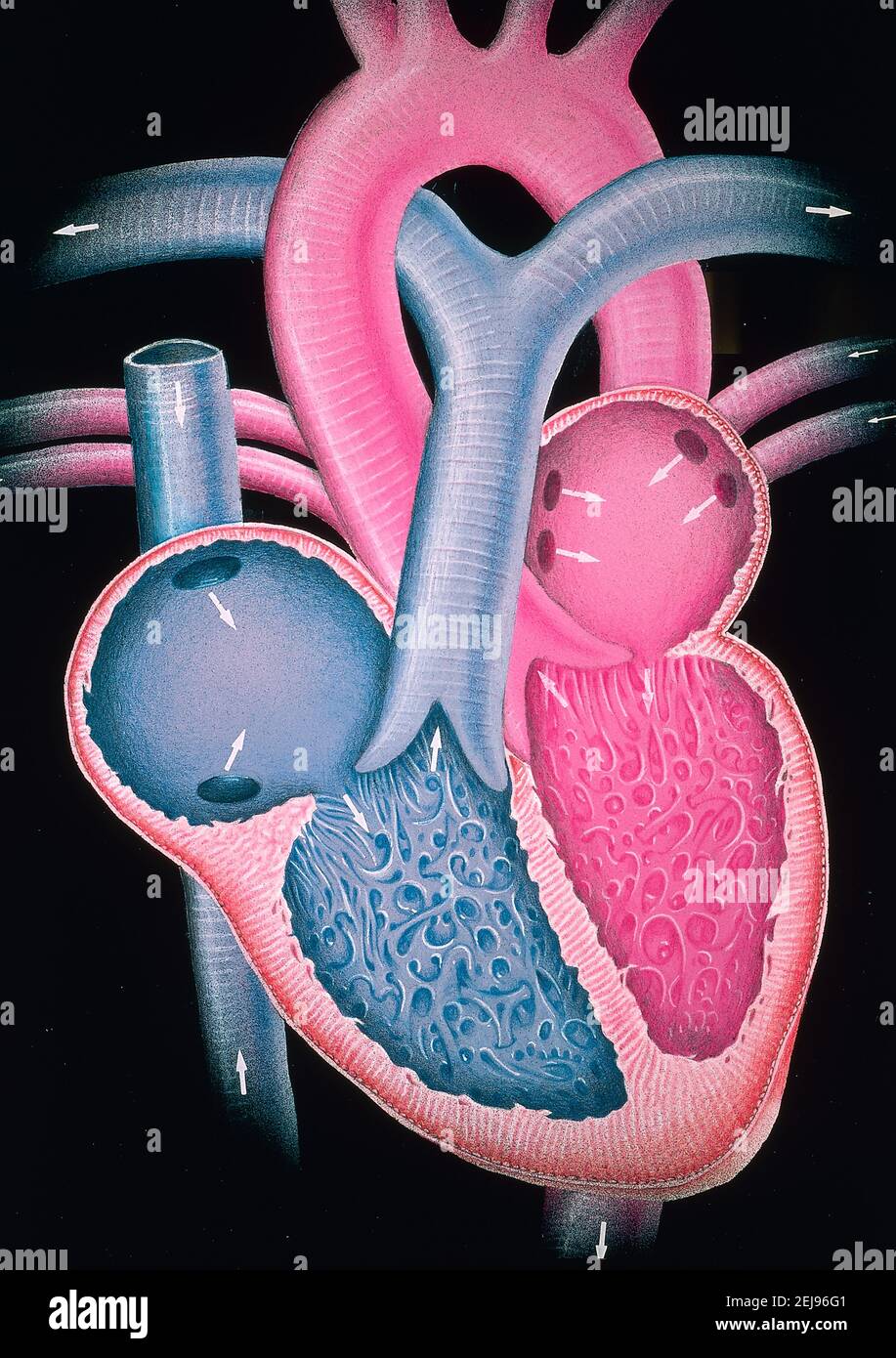 Coeur, illustration Banque D'Images