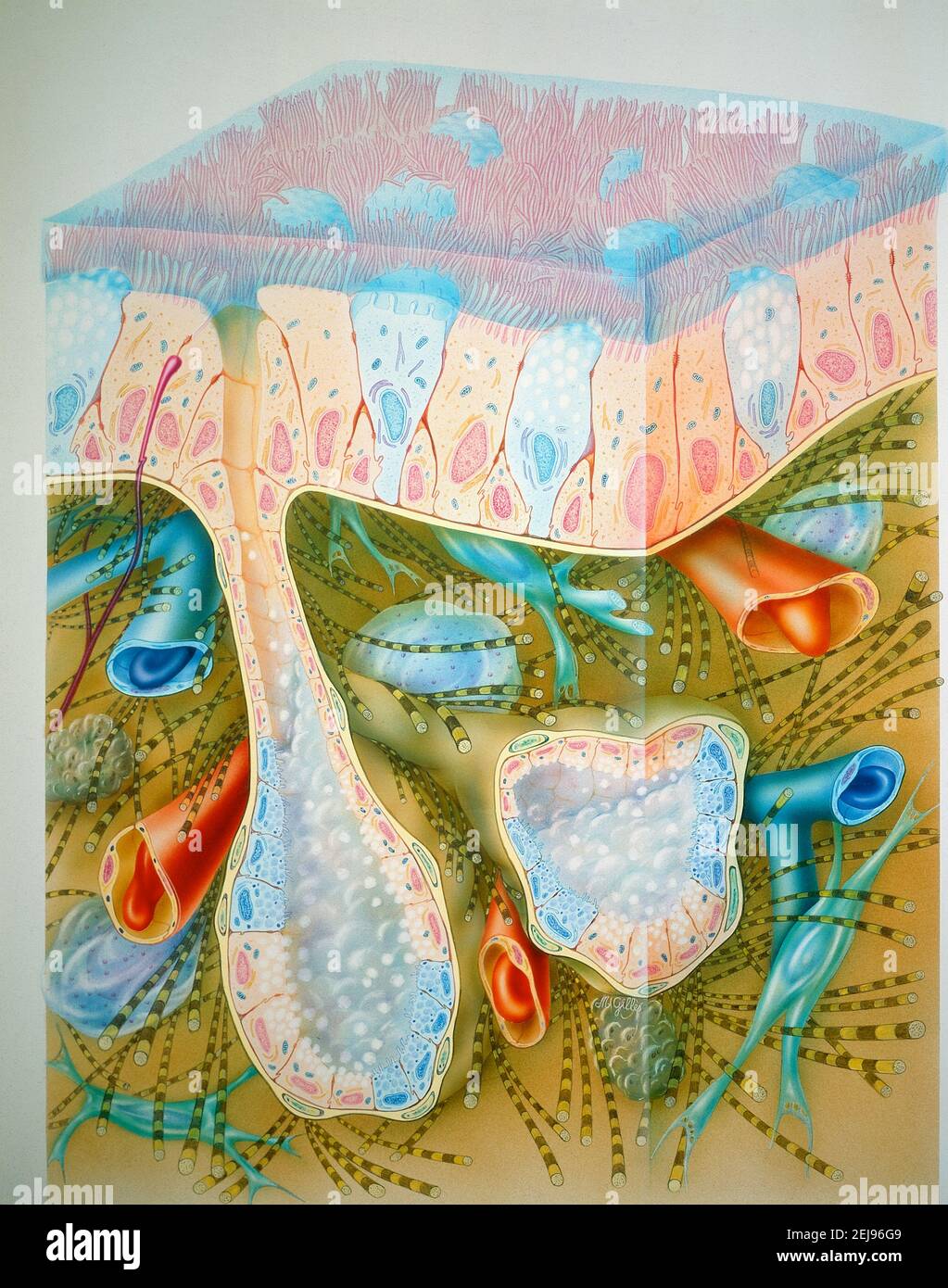 Bronches, dessin Banque D'Images