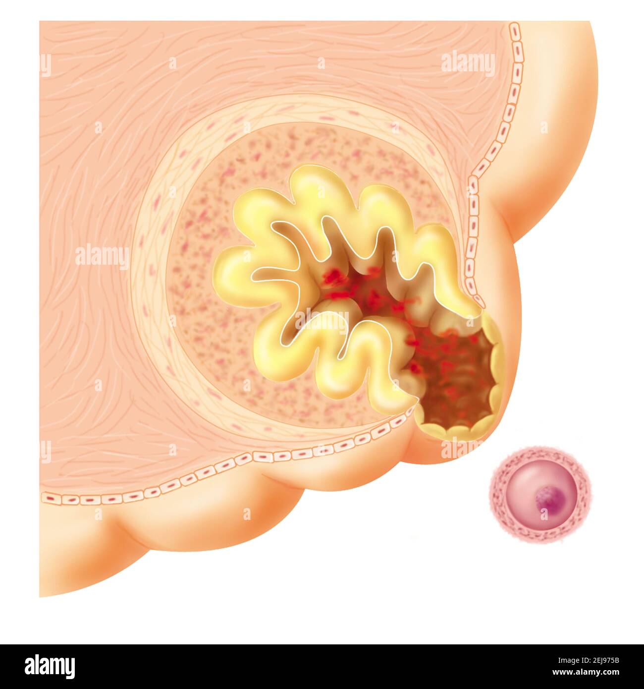 Ovulation, dessin Banque D'Images