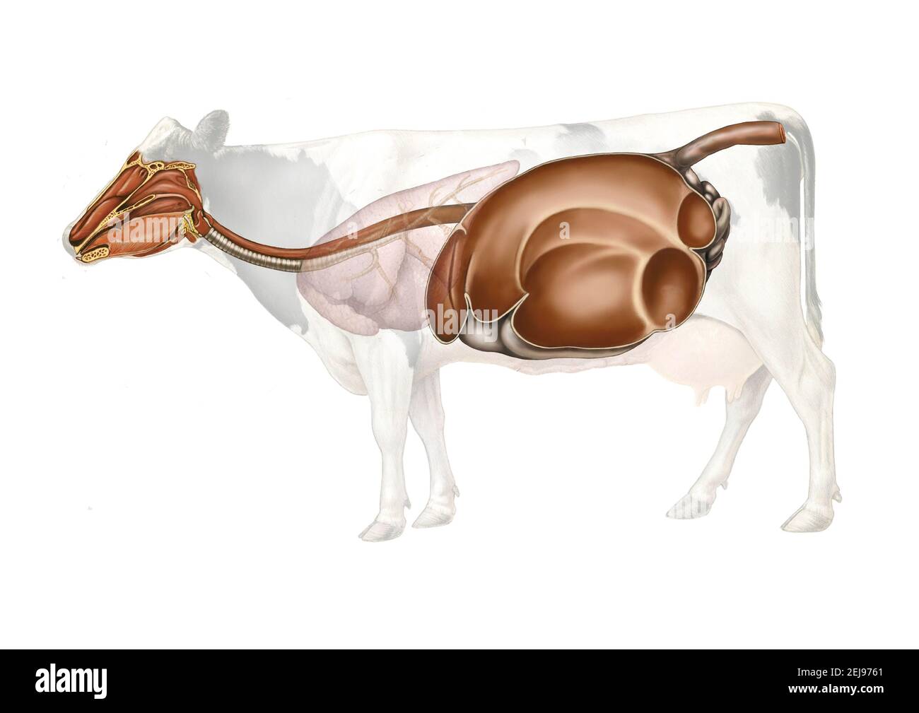 Anatomie de la vache, dessin Banque D'Images