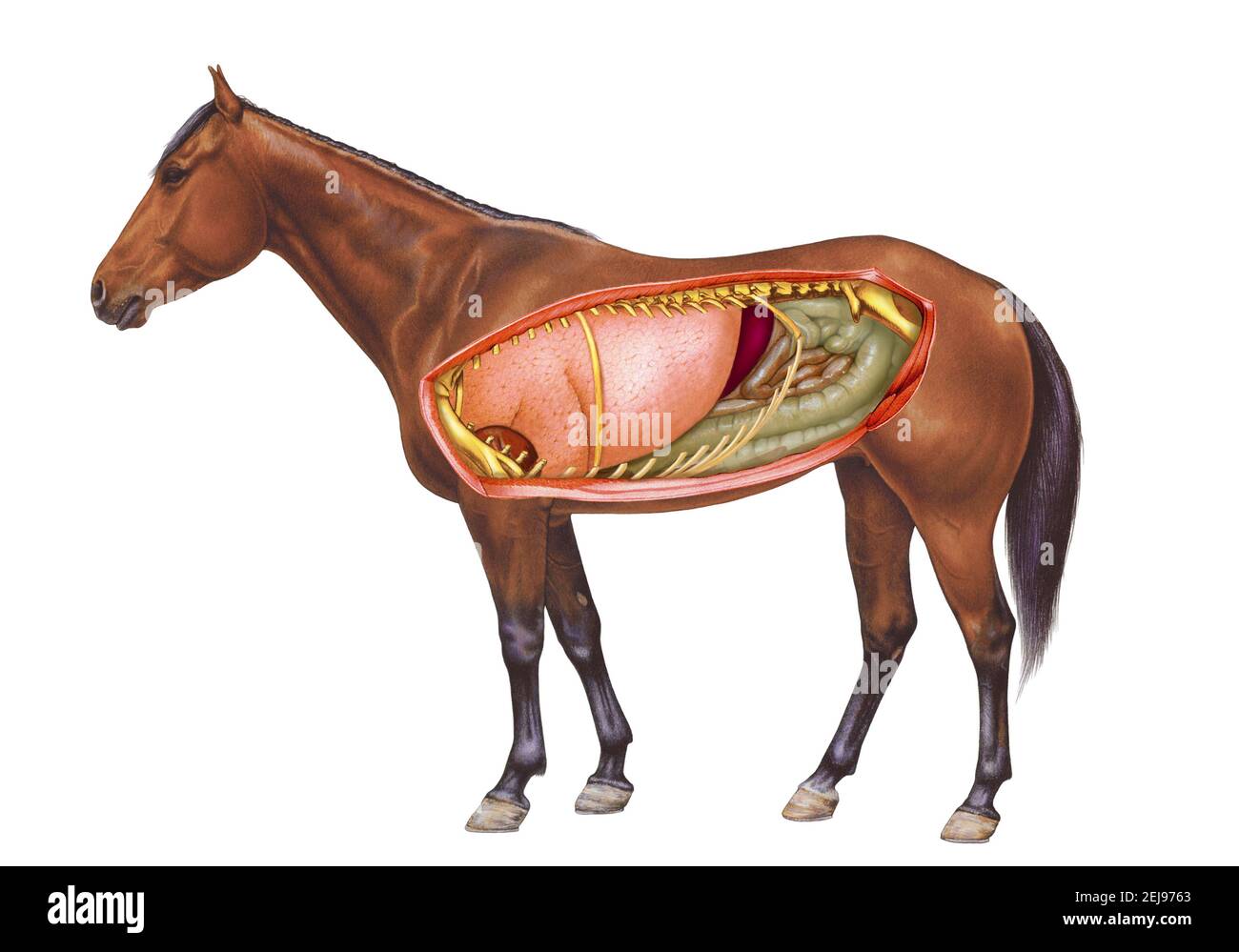 Anatomie des chevaux, dessin Banque D'Images