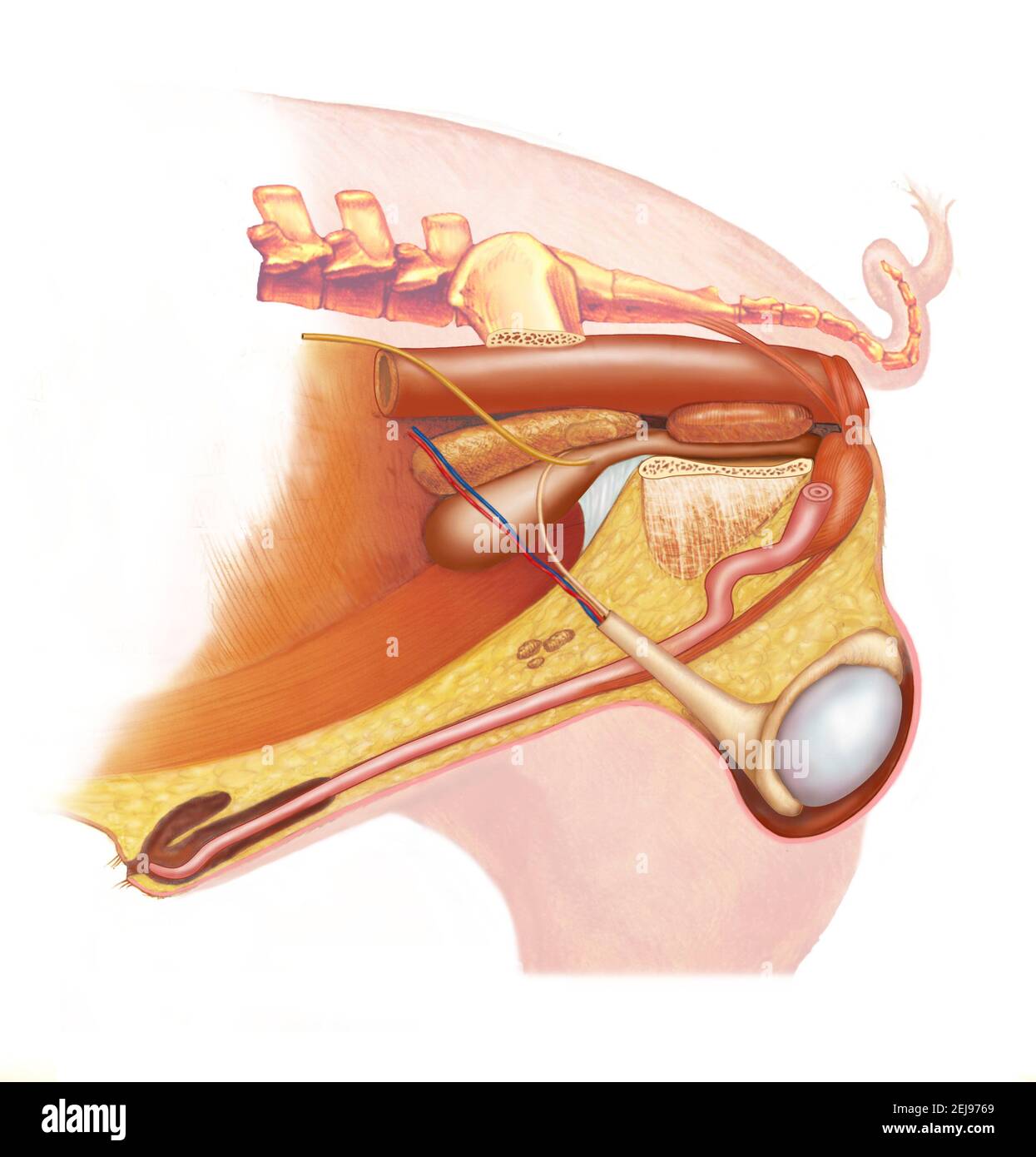 Anatomie du porc, dessin Banque D'Images