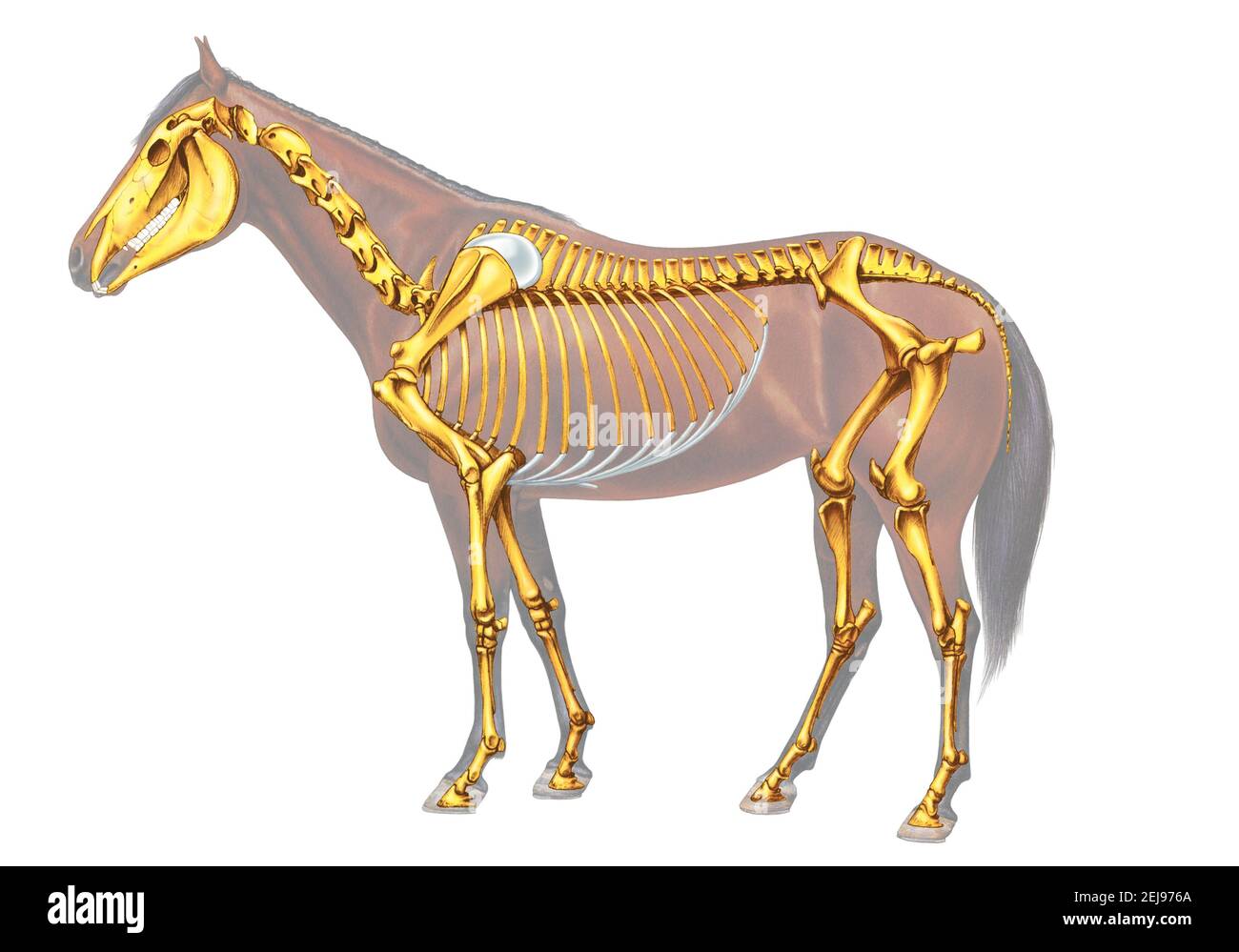 Squelette de cheval Banque D'Images