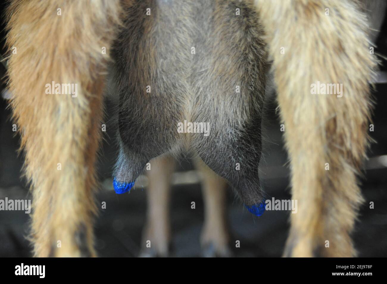 Élevage de chèvres et production de produits biologiques à partir de lait de chèvre Banque D'Images