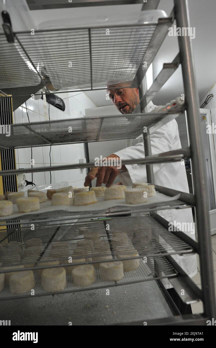 Élevage de chèvres et production de produits biologiques à partir de lait de chèvre Banque D'Images