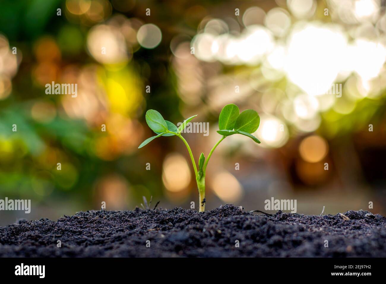 Arbres avec des feuilles vertes poussant sur le sol dans un fond de nature vert flou, reforestation et concept de protection de l'environnement. Banque D'Images