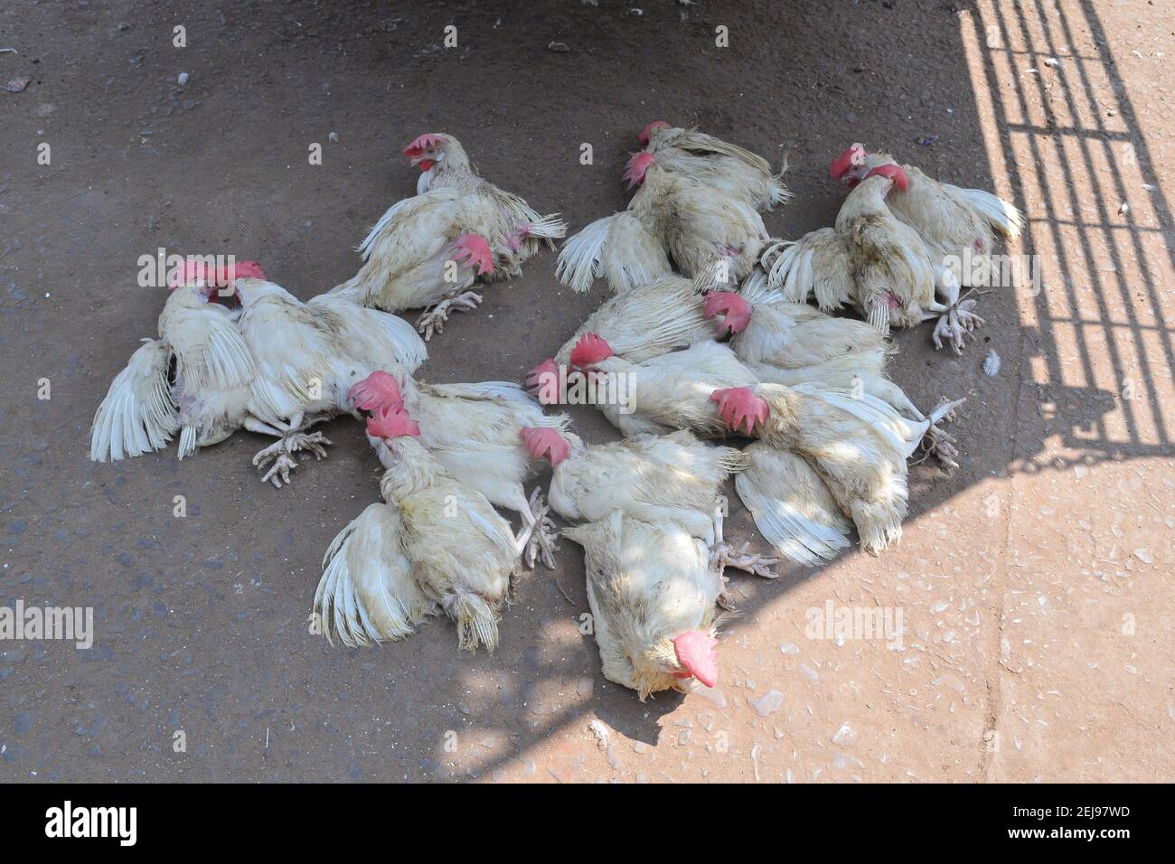 Jagdalpur- marché de l'abus d'animaux à Chhattisgarh-Inde Banque D'Images