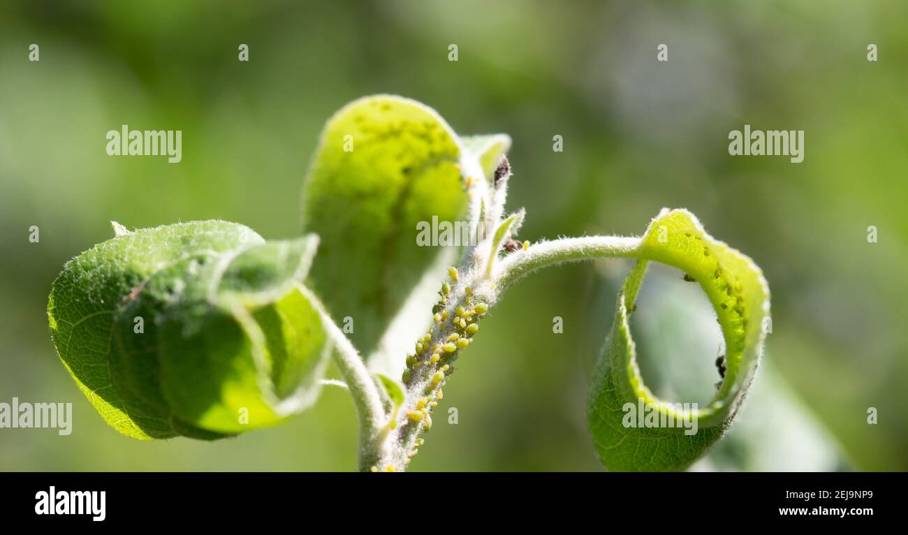 Colonie d'pucerons sur la tige. Maladie végétale. Gros plan. Banque D'Images