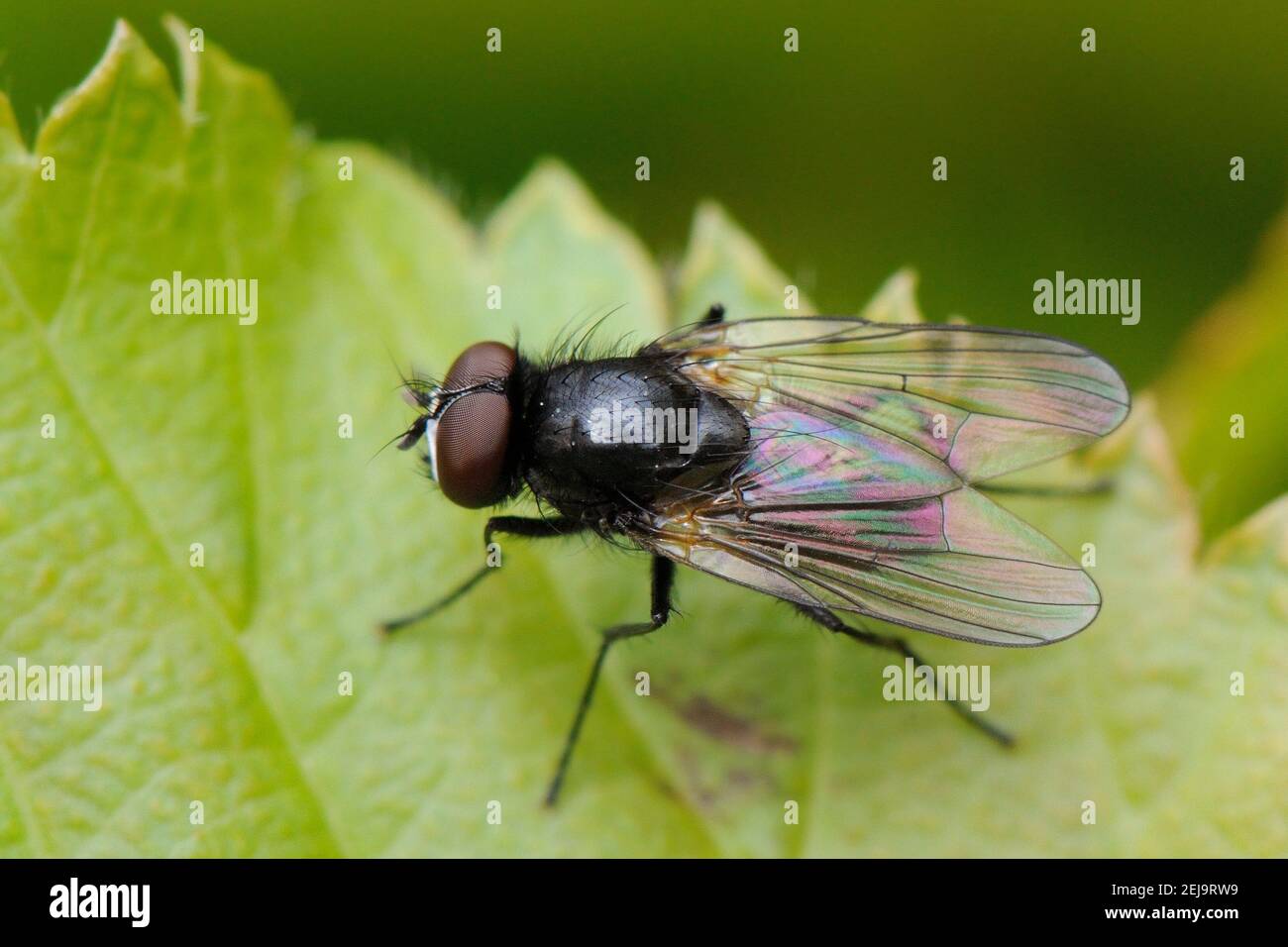 Mouche de Muscide (Hydrotaea sp.) soleil sur une feuille, jardin de Wiltshire, Royaume-Uni, avril. Banque D'Images