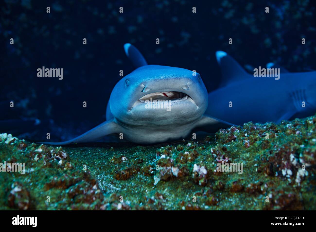 Tete Avec Des Dents De Bebe En Colere Le Requin Blanc Pointe Se Cachant Dans Un Abri De Recif Photo Stock Alamy