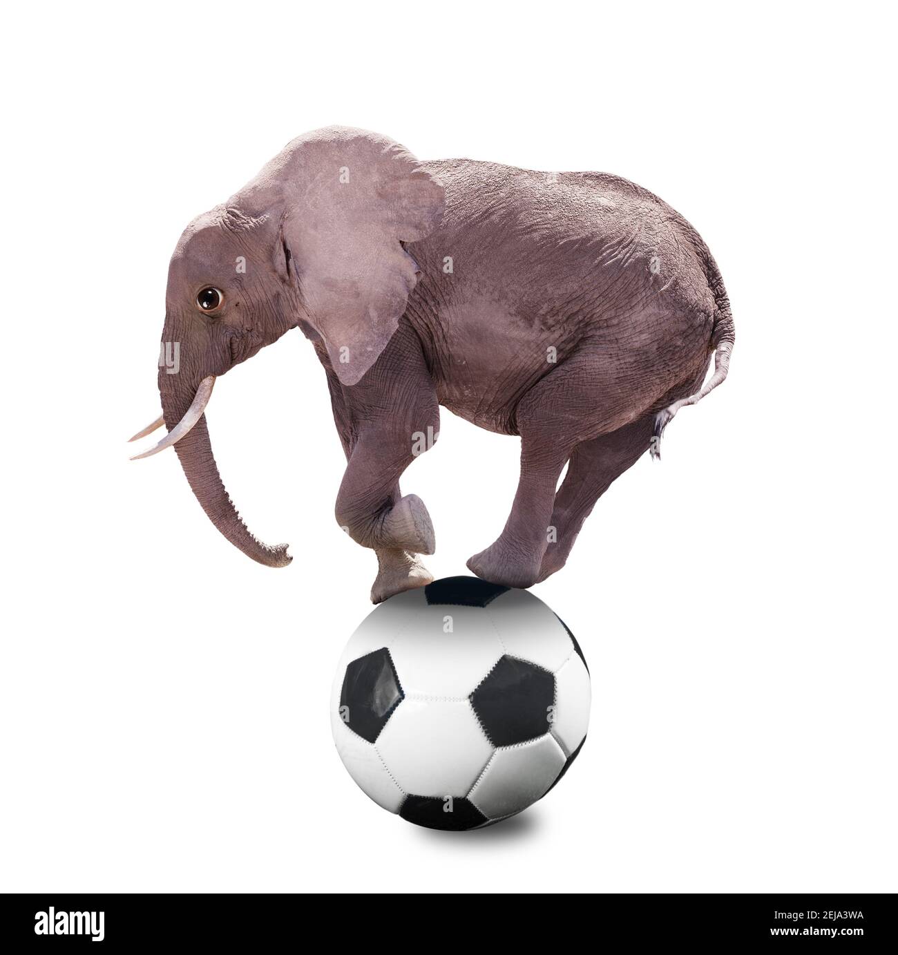 Photographie d'un éléphant debout sur le football ball sport mixte-médias concept Banque D'Images