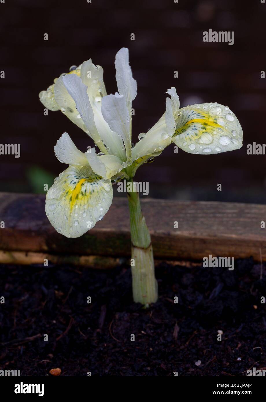 Fleurs hivernales de l'iris reticulata or katharine Banque D'Images