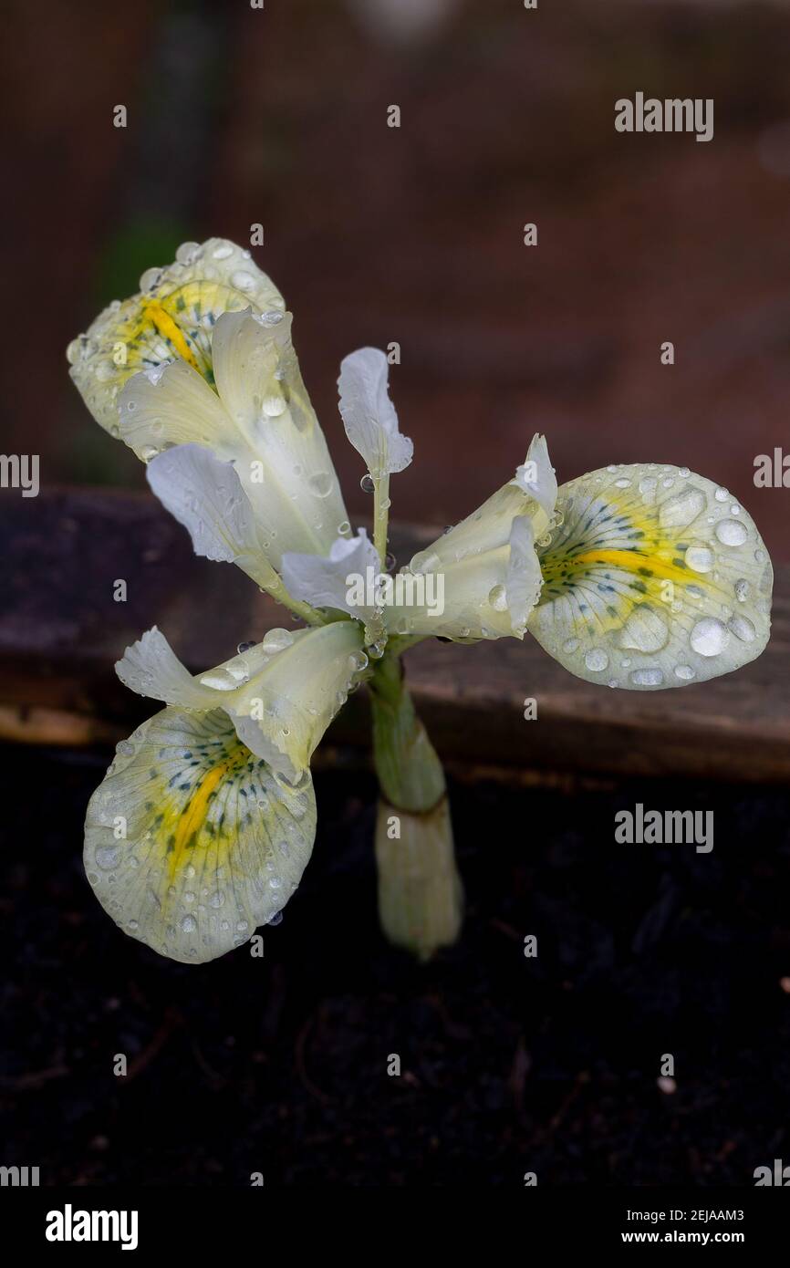 Iris reticulata katharine or en fleur Banque D'Images