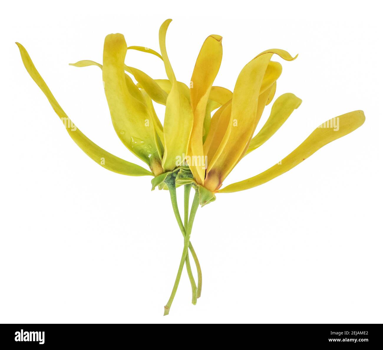 Fleur d'ylang-ylang fraîche isolée sur fond blanc Banque D'Images Fleur d'ylang-ylang fraîche isolée sur fond blanc Banque D'Images