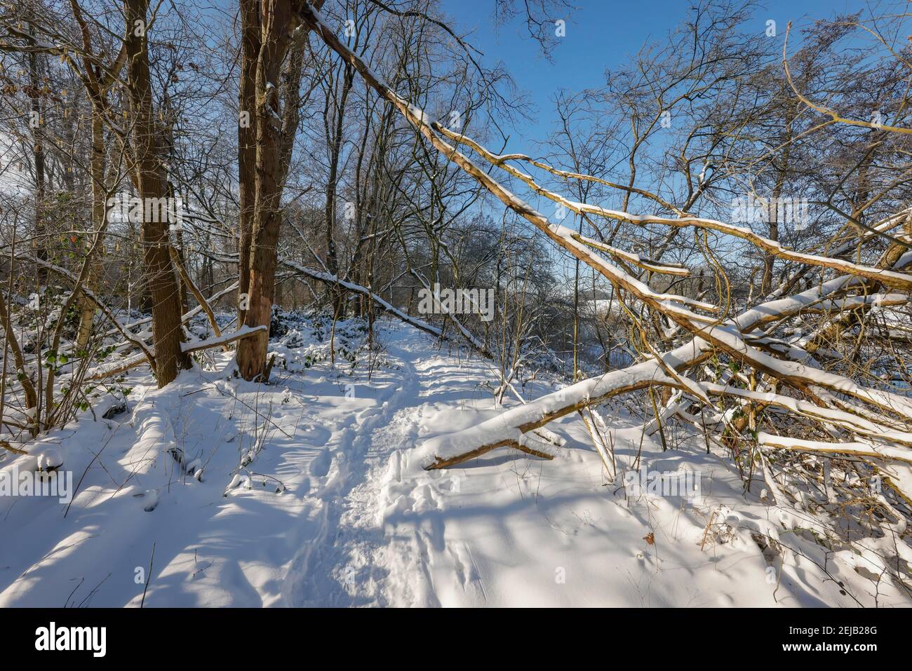 Dorsten, Rhénanie-du-Nord-Westphalie, Allemagne - Ensoleillé paysage d'hiver dans la région de la Ruhr, glace et neige sur la rivière Lippe, chemin à travers la forêt sur la rivière Banque D'Images