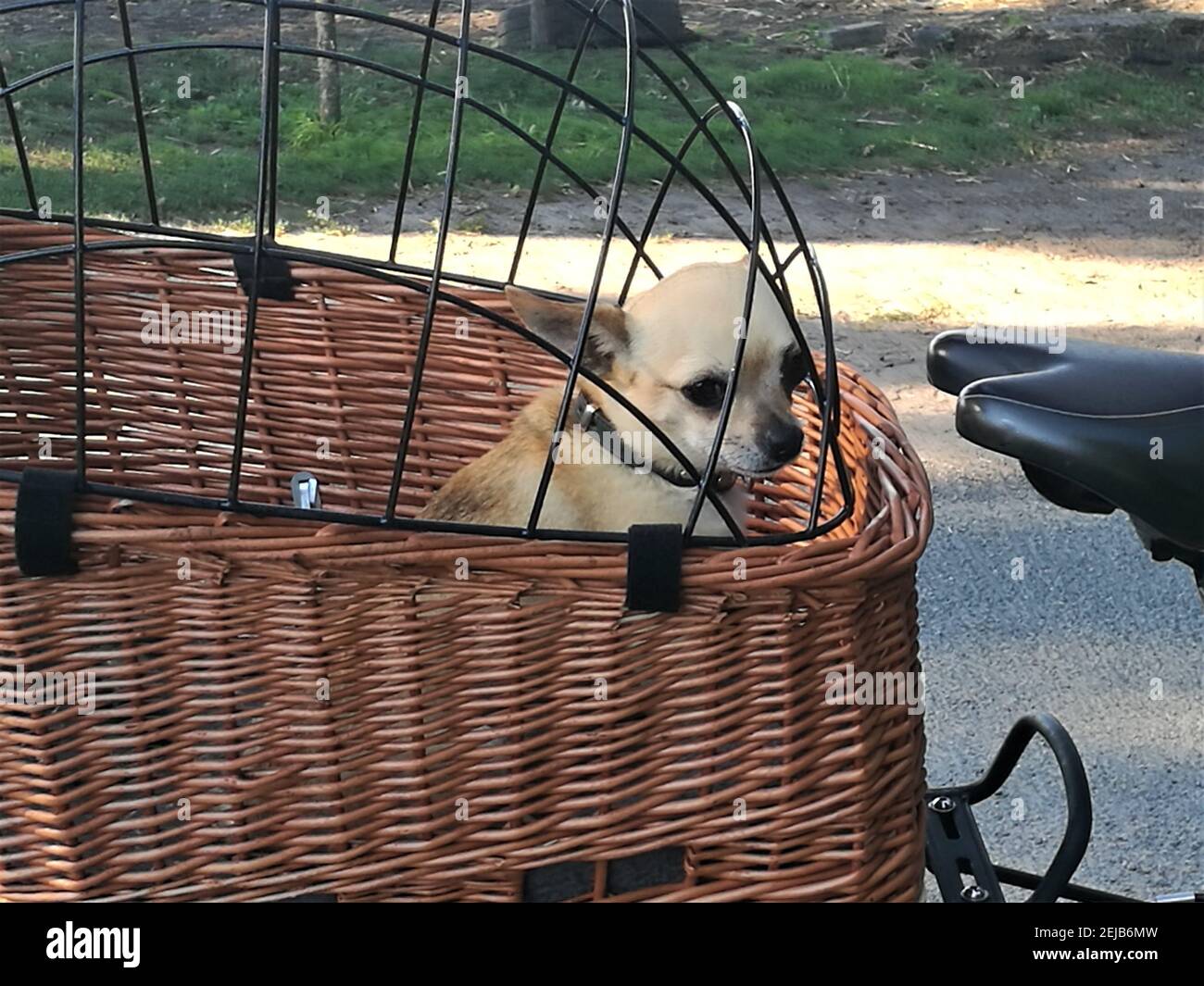 Petit chien chiwawa dans le panier à vélo Banque D'Images