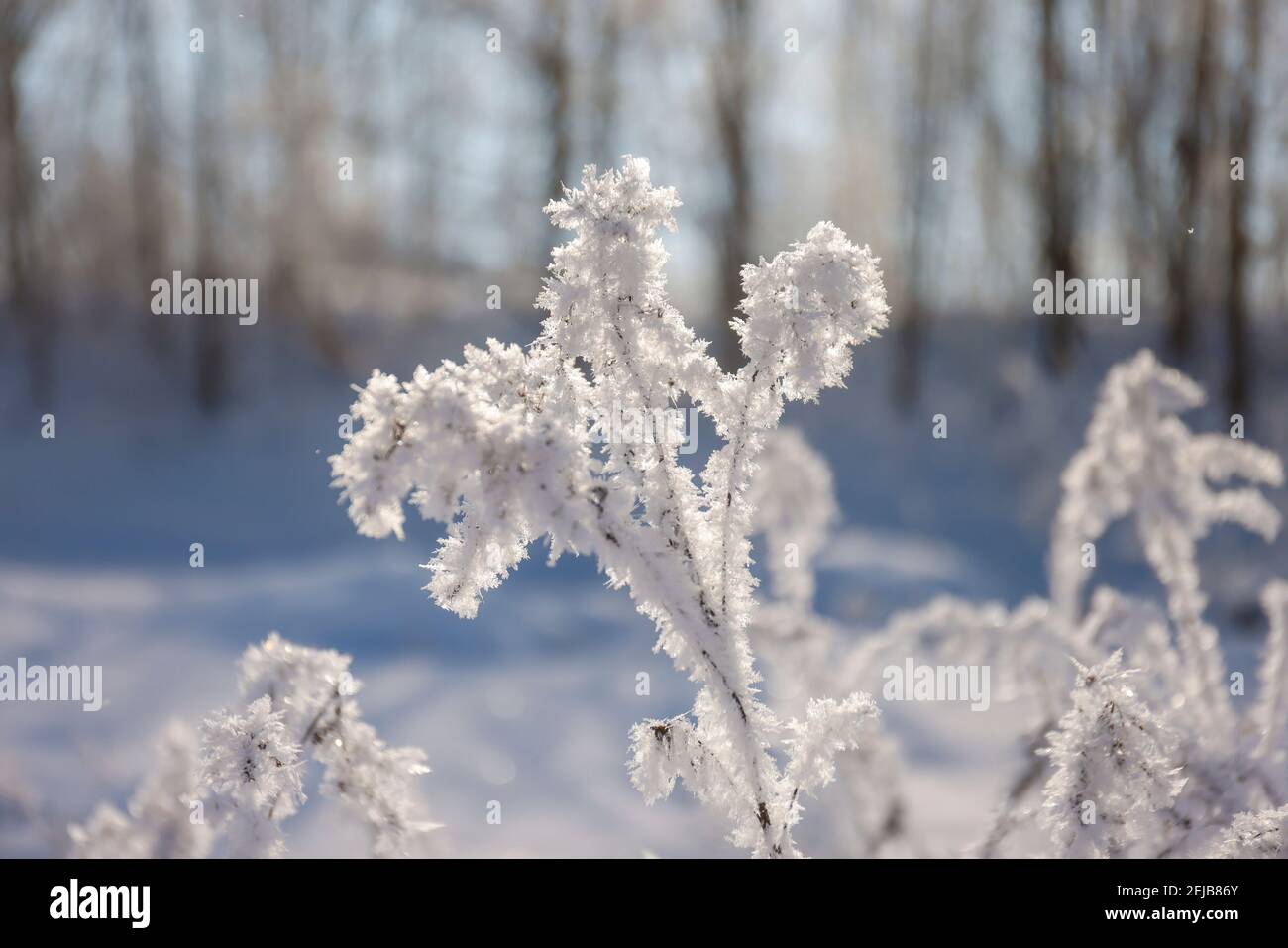 Hamm, Rhénanie-du-Nord-Westphalie, Allemagne - Ensoleillé paysage d'hiver dans la région de la Ruhr, glace et neige sur la Lippe. Banque D'Images